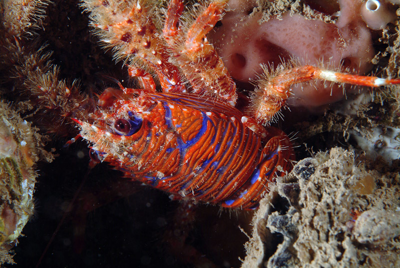 Galathea strigosa